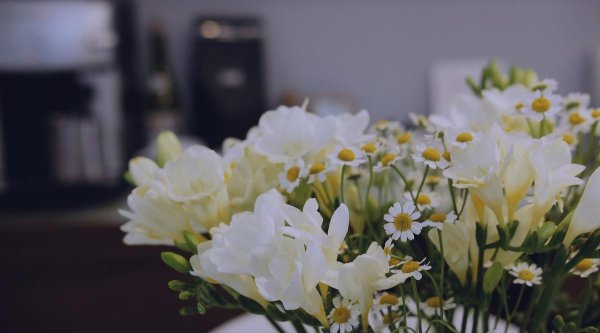 香兰花的养殖方法和管理