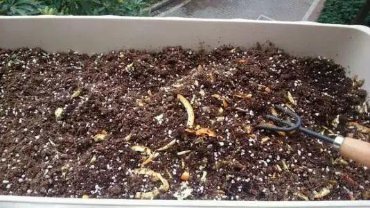 怎样养花才能又茂盛又好