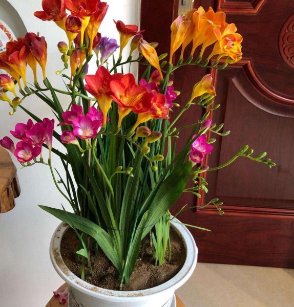 香雪兰种球催芽方法