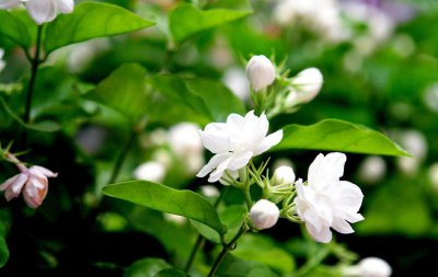 茉莉花开花期间怎么养护 茉莉花花期养护小窍门