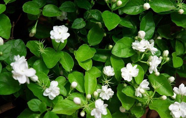 茉莉花开花期间怎么养护