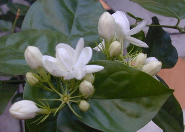 茉莉花开花期间怎么养护
