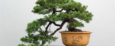 松树盆景怎么养 有关松树盆景种植技巧