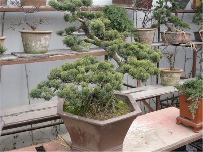 松树盆景一般是什么品种 室内松树盆景的种类