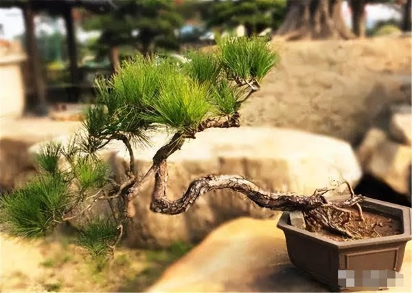 松树盆景一般是什么品种
