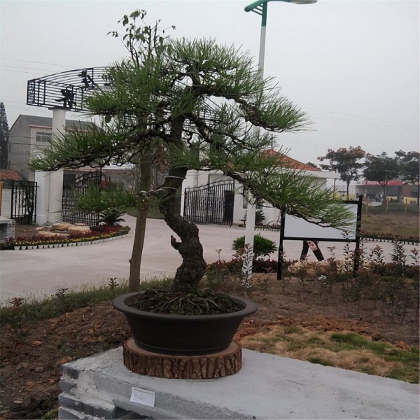 松树盆景一般是什么品种