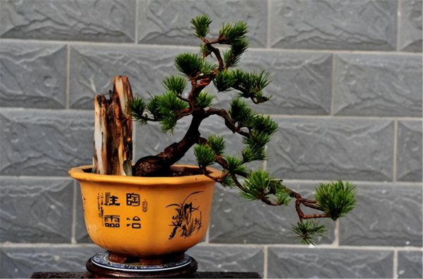 松树盆景一般是什么品种