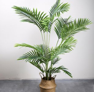 盆栽竹子有哪些品种名称 5种常见的竹子品种