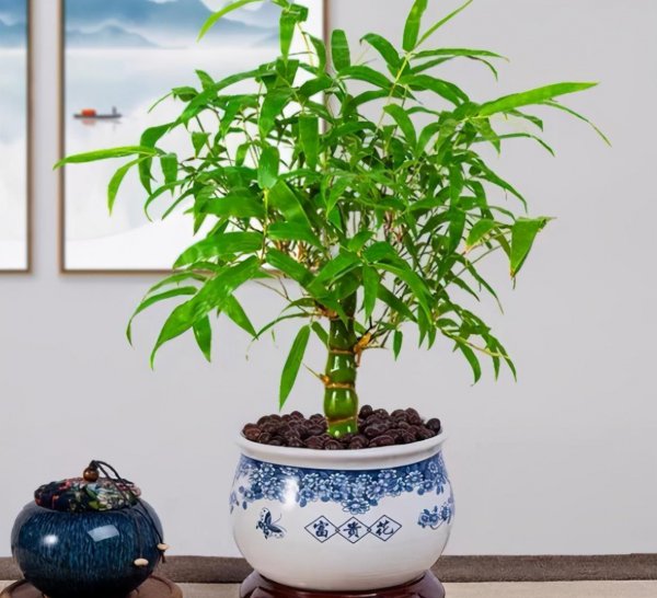 盆栽竹子有哪些品种名称