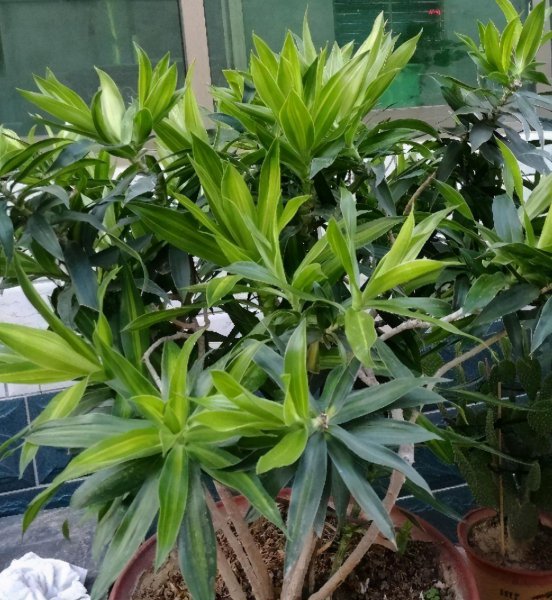 盆栽竹子有哪些品种名称