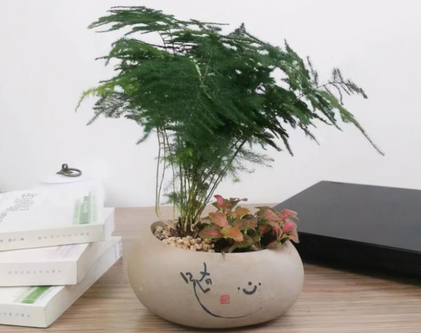 盆栽竹子有哪些品种名称