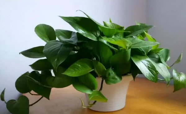 最好养的室内盆栽植物有哪些