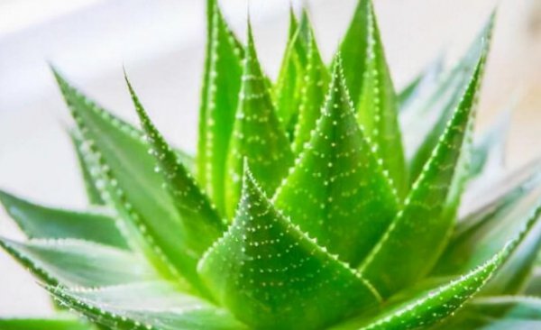 最好养的室内盆栽植物有哪些