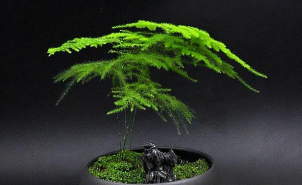 最好养的室内盆栽植物有哪些