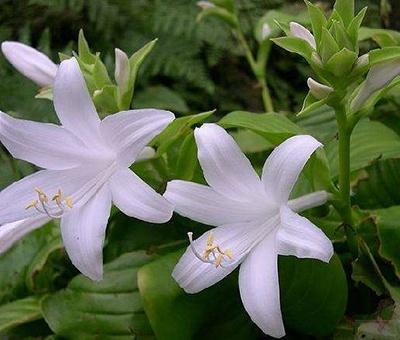 玉簪花盆栽怎么养