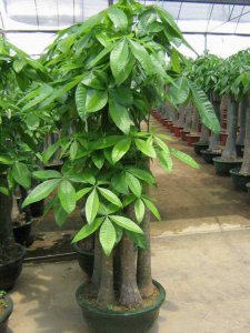 适合与发财树同盆栽种的植物 盆栽的发财树保养技巧