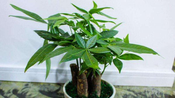 适合与发财树同盆栽种的植物