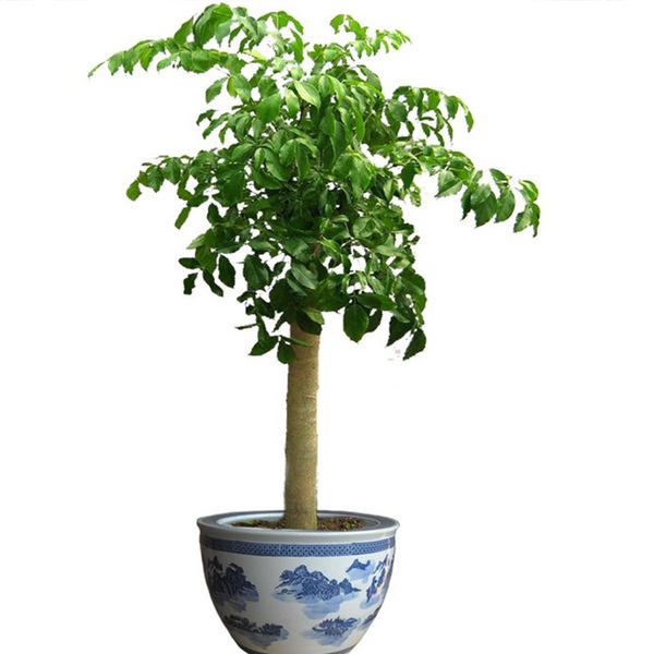 适合与发财树同盆栽种的植物