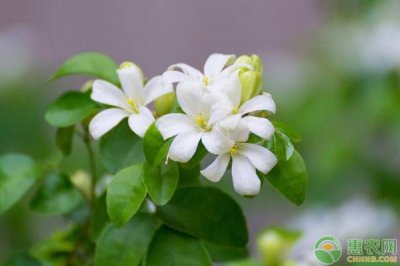 九里香花卉怎么养殖 盆栽九里香的养殖方法和注意事项