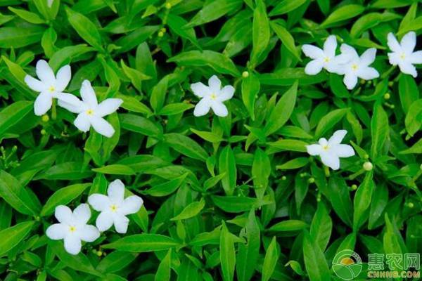 九里香花卉怎么养殖