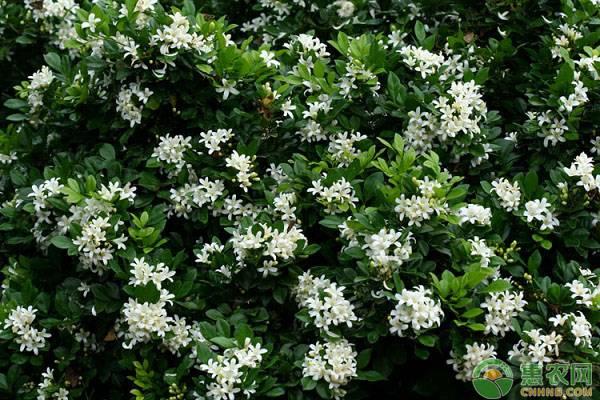 九里香花卉怎么养殖