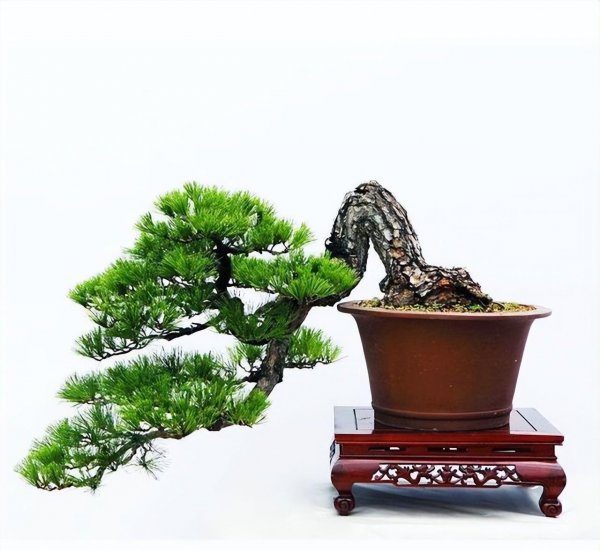罗汉松盆景怎么养
