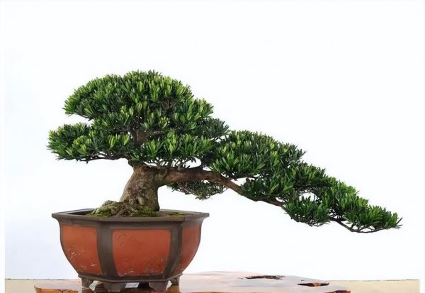 罗汉松盆景怎么养
