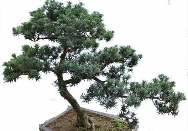 罗汉松盆景怎么养