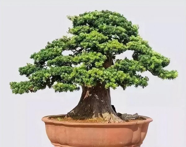 罗汉松盆景怎么养