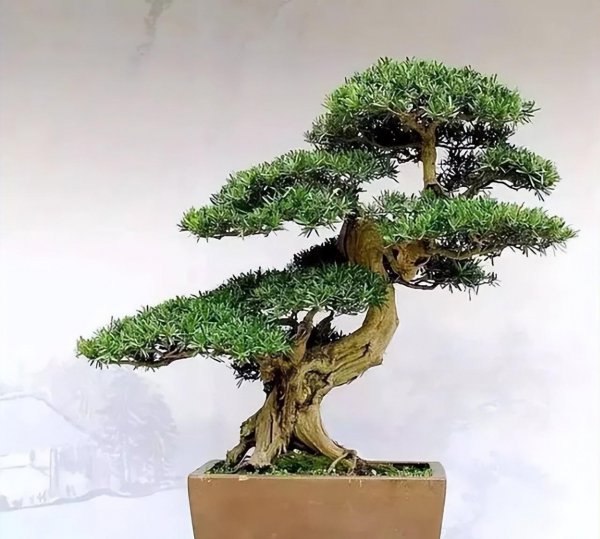 罗汉松盆景怎么养