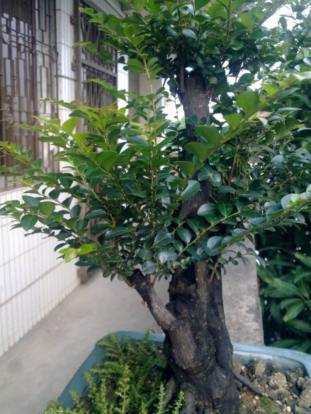黑骨茶盆景怎么养