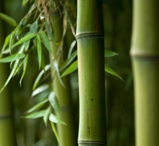 庭院种竹子的最佳方位 竹子移栽的方位风水