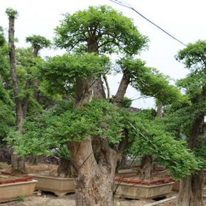 对节白蜡盆景养殖方法 对节白蜡盆景的管理和养护