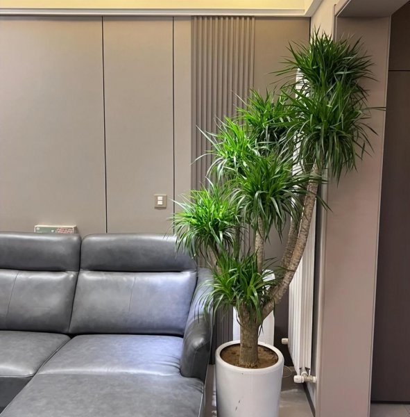 室内容易养活的盆景树有哪些