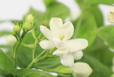 茉莉花在家怎样养 盆栽茉莉花的栽培技术