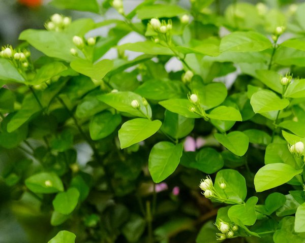茉莉花在家怎样养