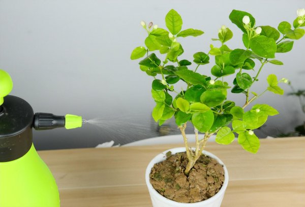茉莉花在家怎样养