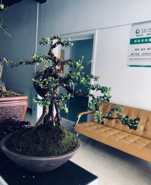 平枝栒子盆景怎么养