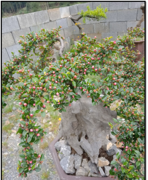 平枝栒子盆景怎么养