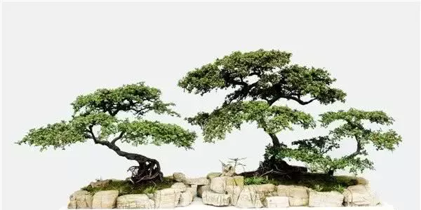 平枝栒子盆景怎么养