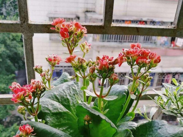 盆栽长寿花怎么养
