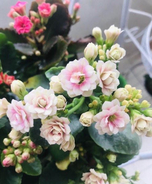 盆栽长寿花怎么养