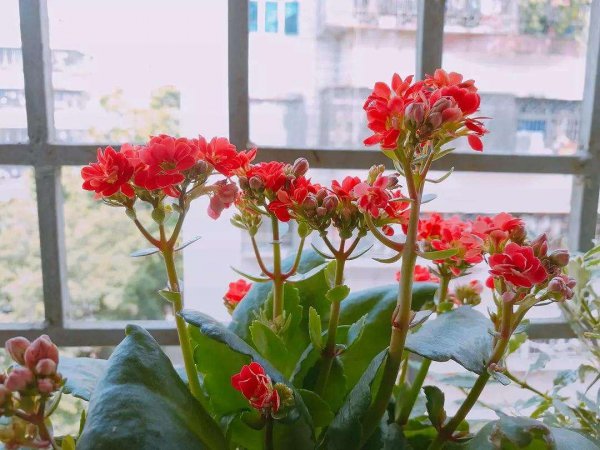 盆栽长寿花怎么养