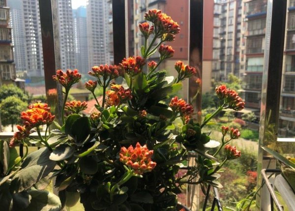 盆栽长寿花怎么养