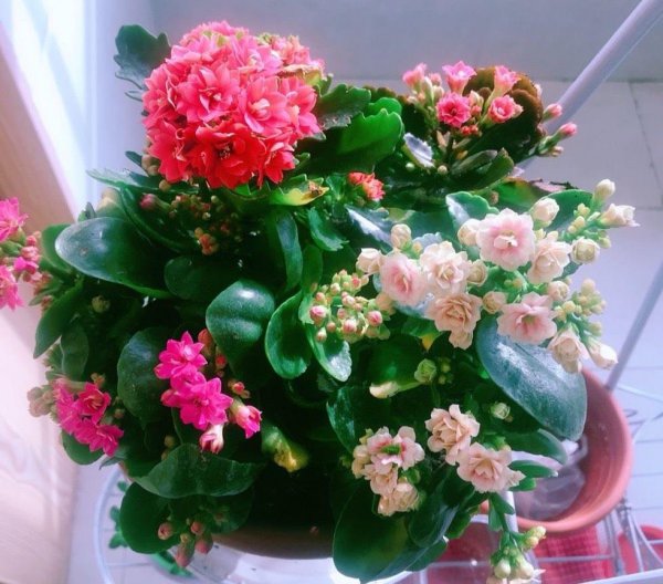 盆栽长寿花怎么养