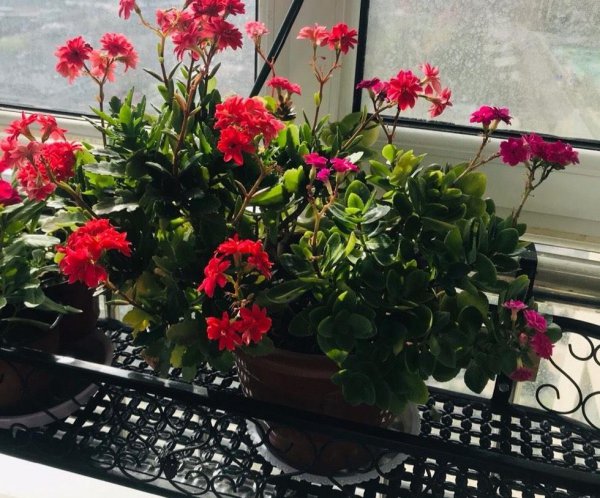盆栽长寿花怎么养