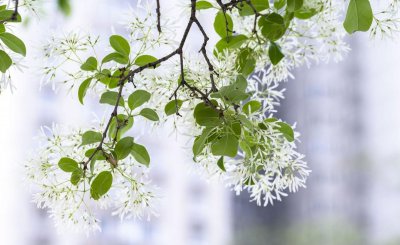 流苏树盆景怎么养 盆栽流苏树养护知识