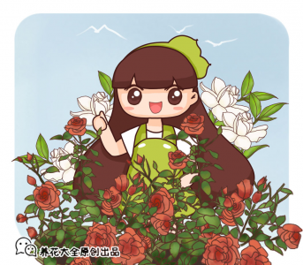 玫瑰花盆栽怎么种植 玫瑰的种植方法及管理