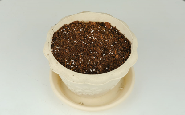 玫瑰花盆栽怎么种植
