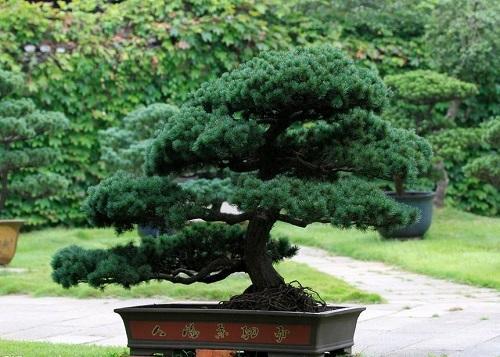 五针松盆景怎么养